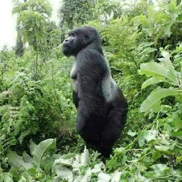 Villa Karibu Kampala 0*,  Uganda